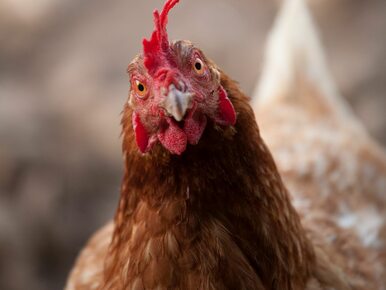 Niedozwolona substancja w jajach z trzech polskich ferm